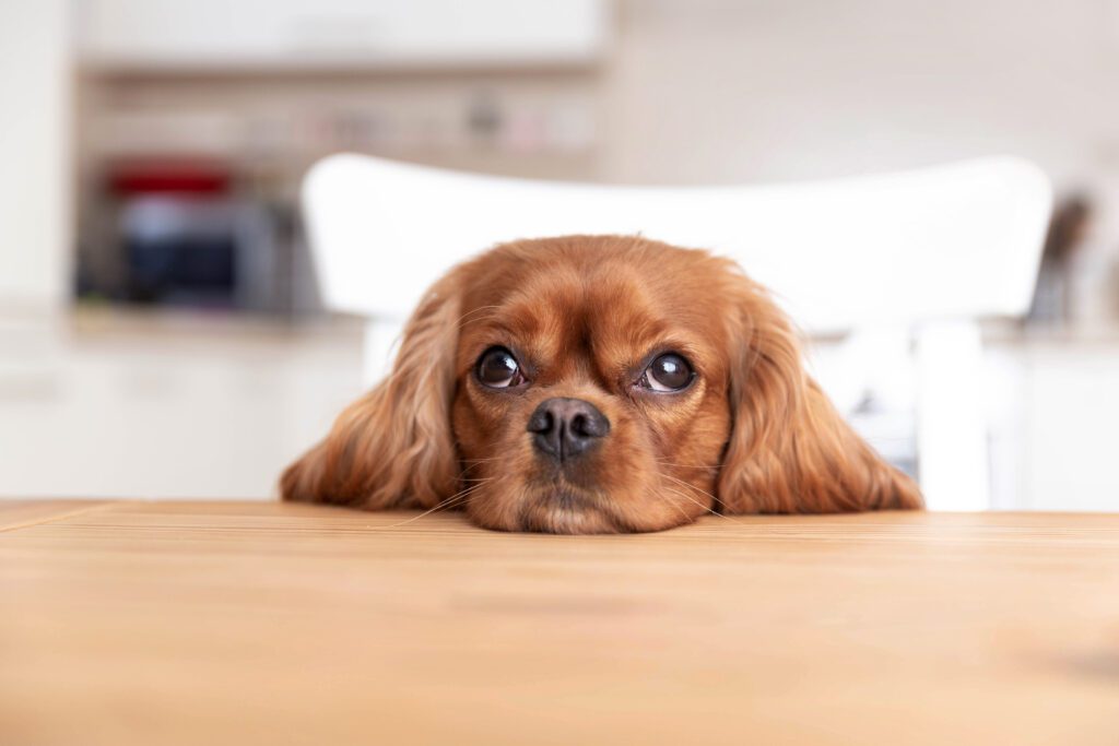 cute dog behind the kitchen table 2022 02 08 22 39 25 utc 1 1024x683 - Tiergestützte Therapie – ein Heilmittel für die Seele