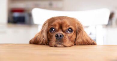 cute dog behind the kitchen table 2022 02 08 22 39 25 utc 1 390x205 - Tiergestützte Therapie – ein Heilmittel für die Seele