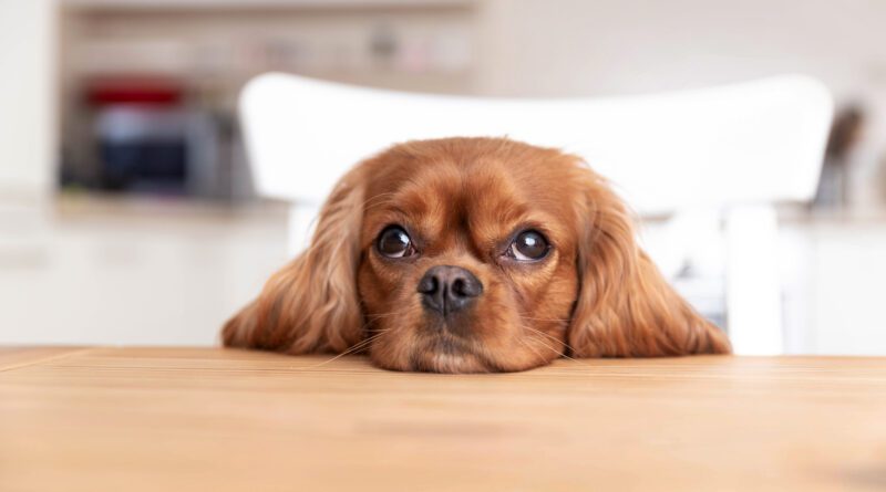 cute dog behind the kitchen table 2022 02 08 22 39 25 utc 1 800x445 - Tiergestützte Therapie – ein Heilmittel für die Seele